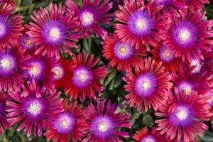 Delosperma 'Razzle Dazzle' New 2025